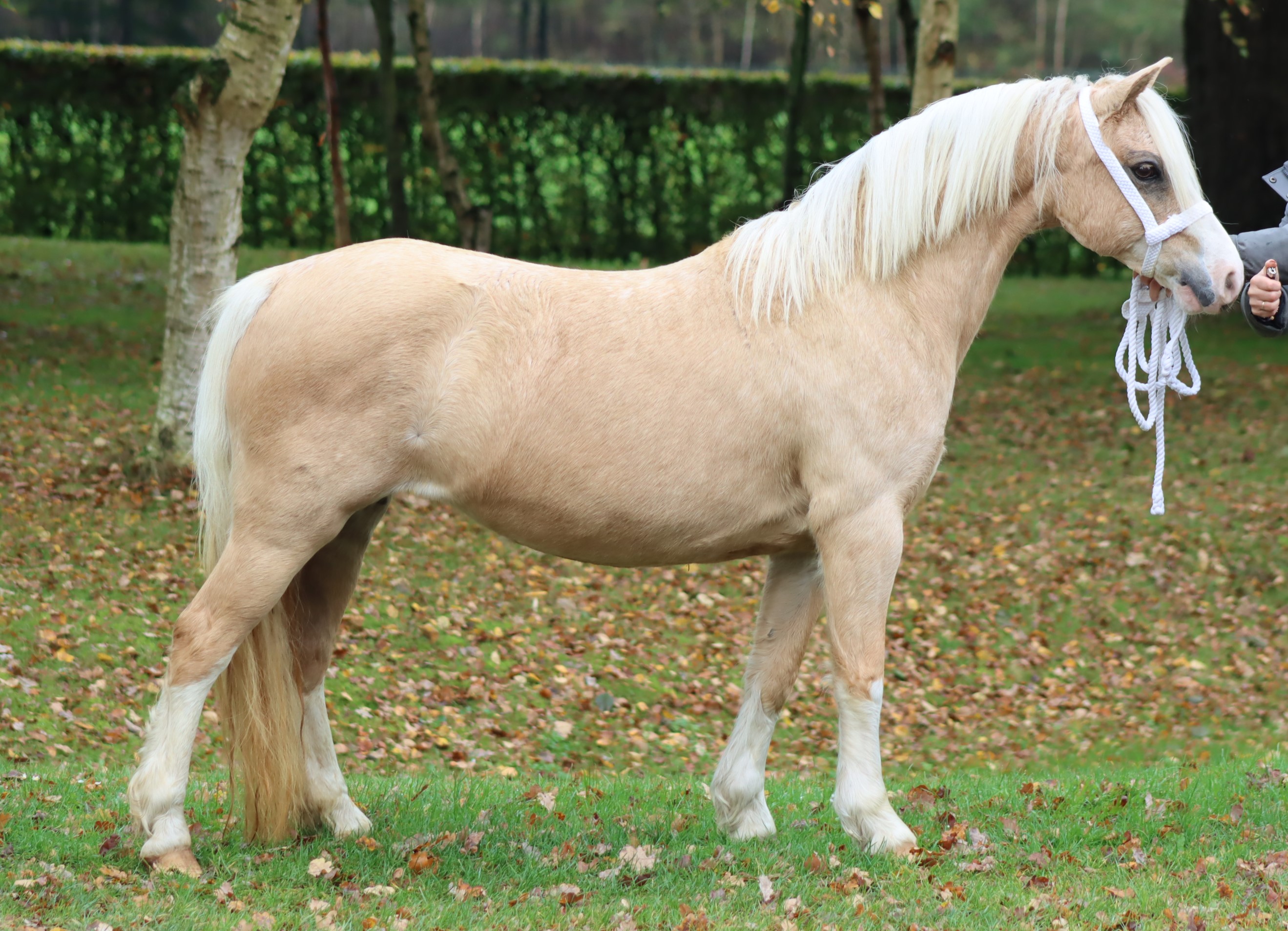 Very good moving Welsh section A Palomino mare/Fantastisch bewegende Welsh sectie A palomino merrie