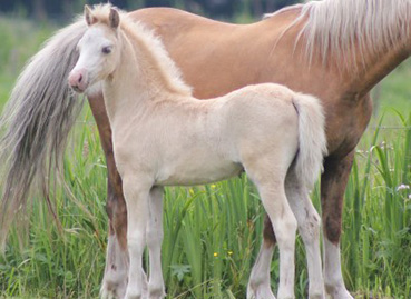 Foals Born in  2023/VEULENS GEBOREN IN 2023